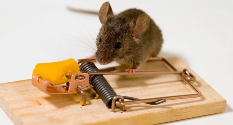 Ловушки для крыс своими руками – обзор лучших конструкций
