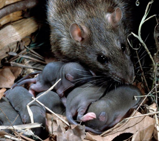 Крысы: описание, виды, чем питаются, сколько живут декоративные крысы