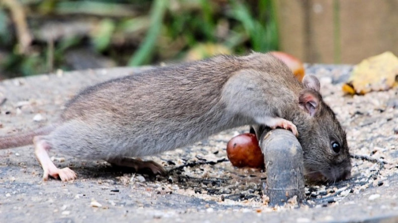 Крысы: описание, виды, чем питаются, сколько живут декоративные крысы
