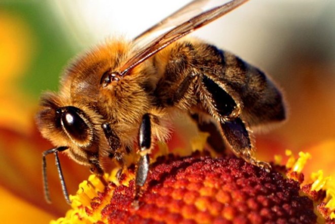 Кто оставляет одно жало за другим и почему пчела умирает после своего жала