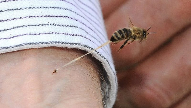 Кто оставляет одно жало за другим и почему пчела умирает после своего жала