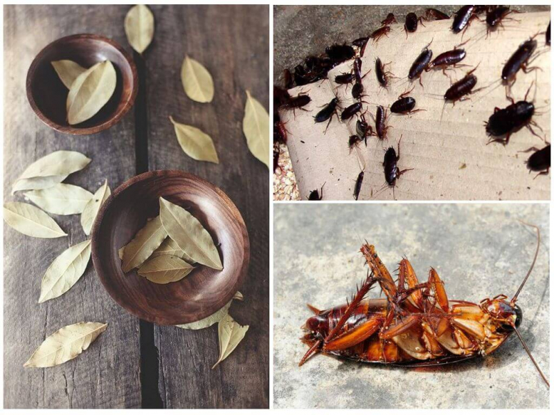 Лавровый лист от тараканов: просто, эффективно и безопасно