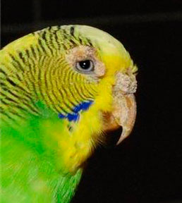 Лечение кнемидокоптоза у попугаев в домашних условиях
