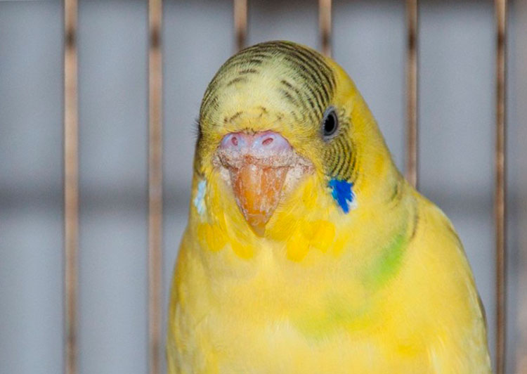 Лечение кнемидокоптоза у попугаев в домашних условиях