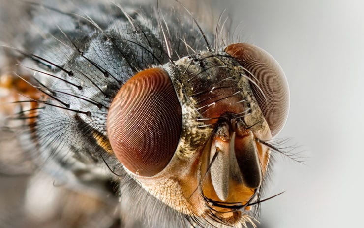 Личинки и яйца мух: описание и факты