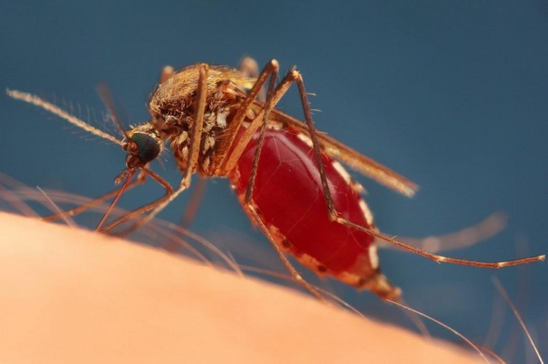 С какой группой крови чаще всего кусают комары