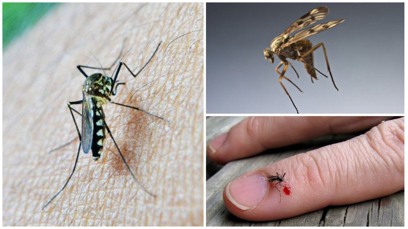 С какой группой крови чаще всего кусают комары