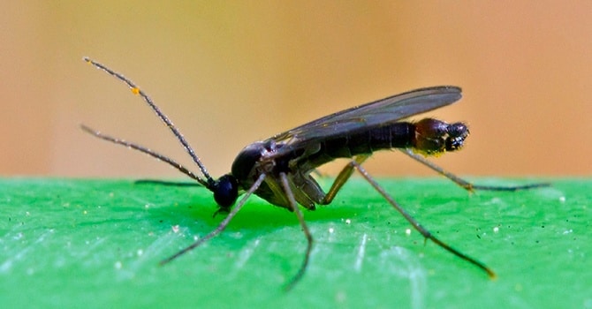 Ловушка от комаров своими руками: как сделать и использовать