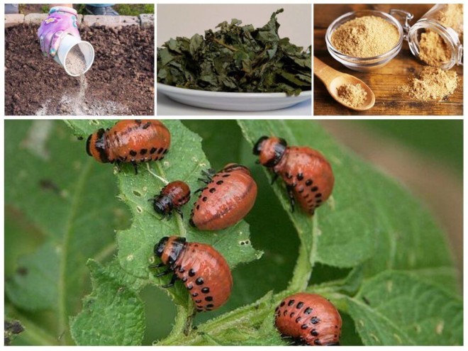 Лучшие средства борьбы с колорадским жуком: люди без химикатов (горчицы, уксуса) и инсектицидов