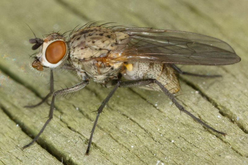 Луковая муха: как лечить химическими и народными средствами, чем обработать