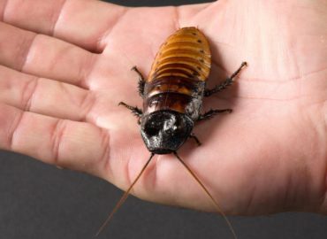 Мадагаскарский таракан: морфология, описание, характеристики, жизненный цикл, чем питаются, как размножаются