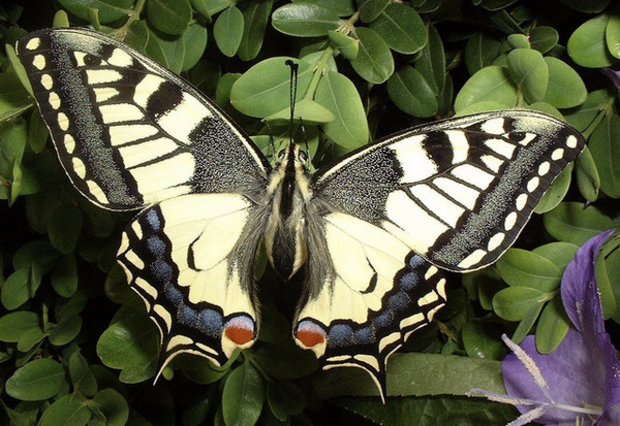 Махаон: гусеница и бабочка, описание и внешний вид с фото