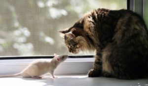 Маленькие крысы: фото новорожденных щенков, как выглядят декоративные крысы, когда и в какой день открывают глаза, как растут в течение дня