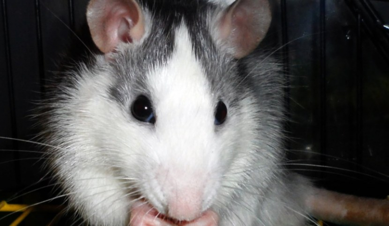 Маленькие крысы: фото новорожденных щенков, как выглядят декоративные крысы, когда и в какой день открывают глаза, как растут в течение дня