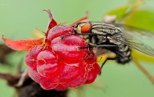 Малинная стеблевая муха: методы борьбы с ней, как лечить весной и летом для профилактики, причины заражения