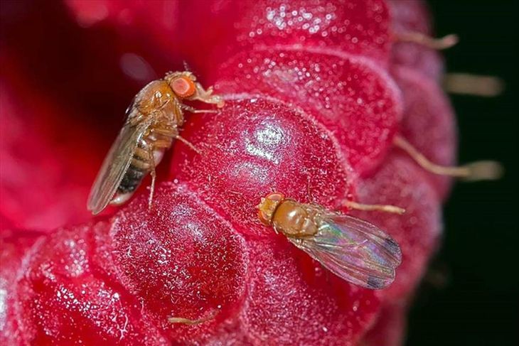 Малинная стеблевая муха: методы борьбы с ней, как лечить весной и летом для профилактики, причины заражения
