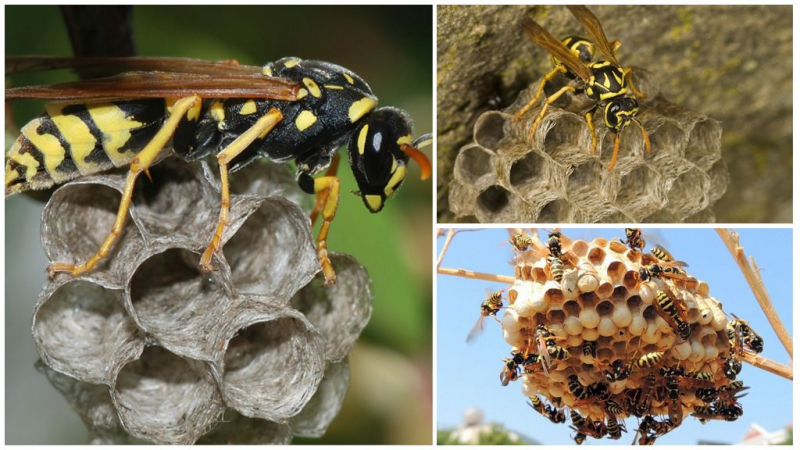 осиная матка: как живет королева полосатых насекомых?