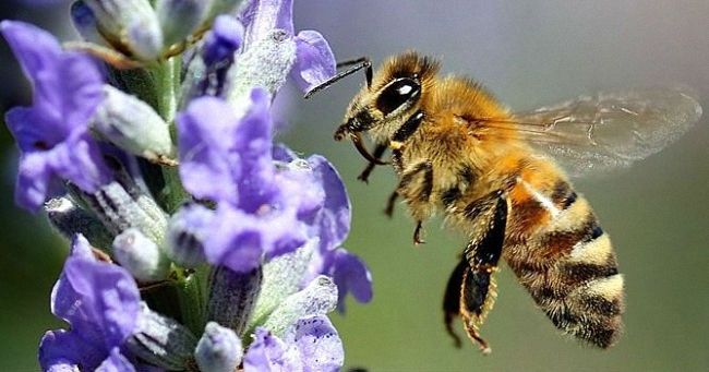 Медоносная пчела: описание, особенности строения, жизненный цикл, содержание и уход