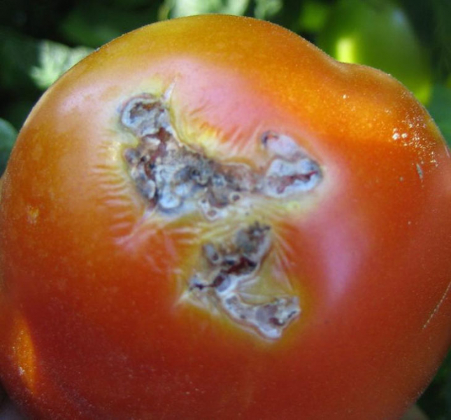 Меры борьбы с томатной молью (Южная Америка)
