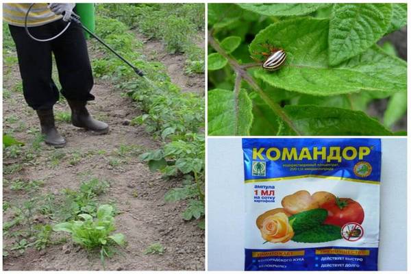 Методы борьбы с колорадским жуком на огороде с помощью «Командора”