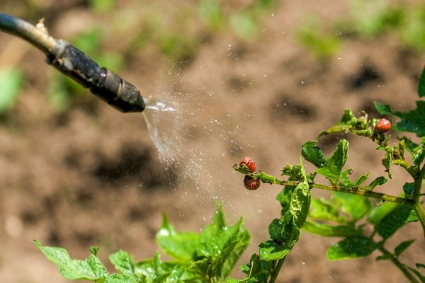 Методы борьбы с колорадским жуком на огороде с помощью «Командора”