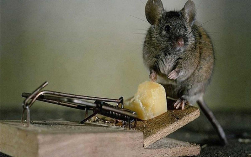 Могут ли мыши лазить по стенам дома, что делать?
