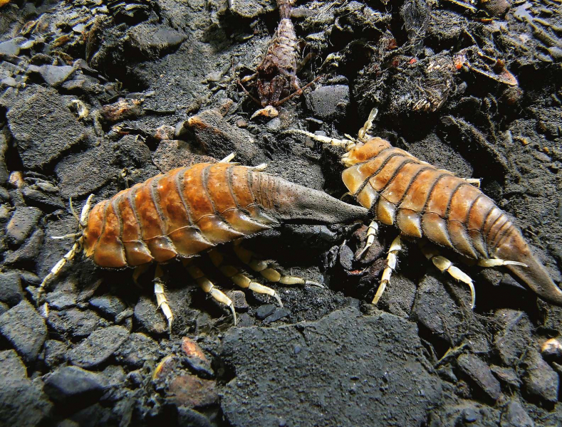 Морской таракан: как выглядит и опасен ли он для человека?