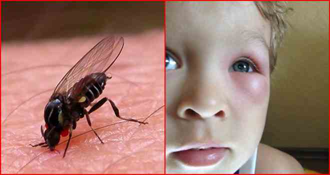 Комары — фото и описание, виды комаров, откуда они берутся