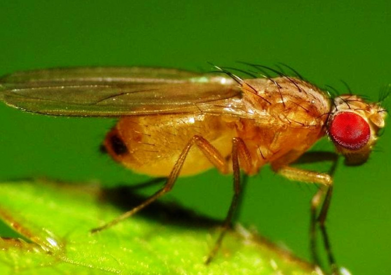 Комары: описание, виды, как от них избавиться в домашних условиях, где живут, чем питаются, чем опасны для человека