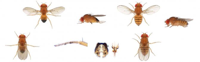 Комары: описание, виды, как от них избавиться в домашних условиях, где живут, чем питаются, чем опасны для человека
