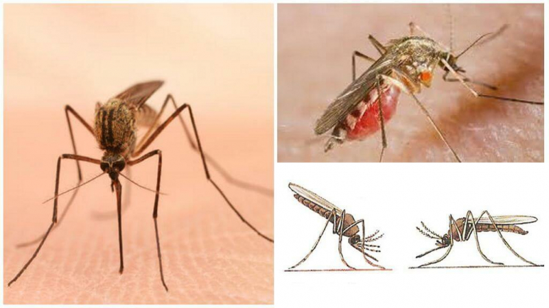 Комары: фото, описание и меры защиты