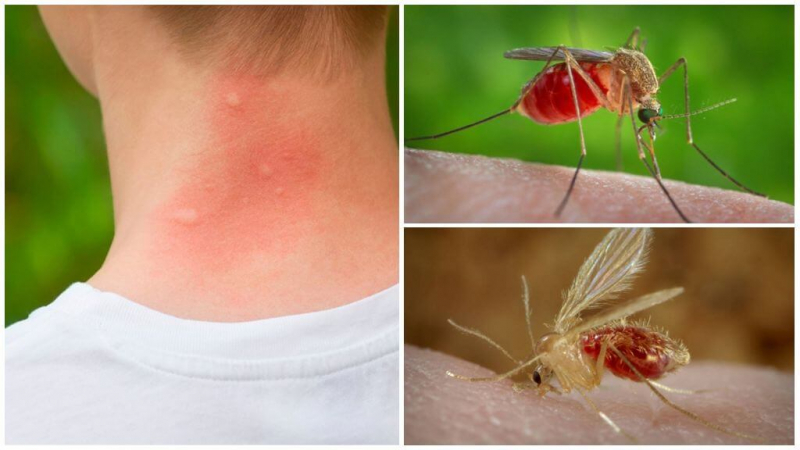 Комары: фото, описание и меры защиты
