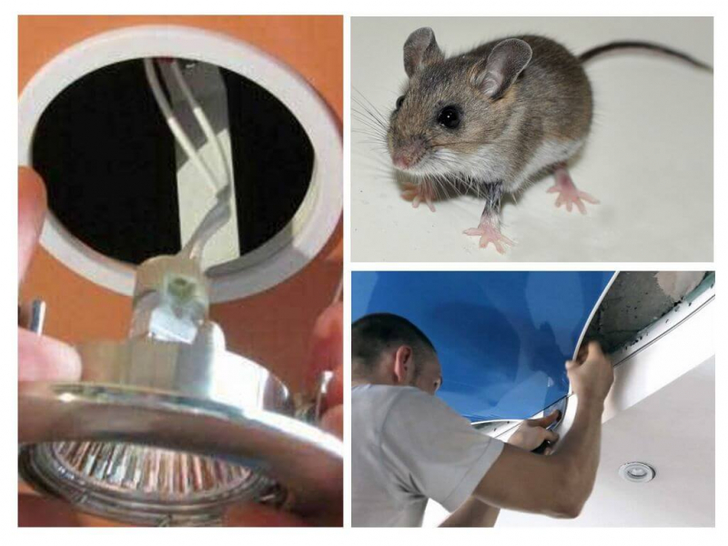 Может ли мышь прогрызть натяжной потолок и как этого избежать