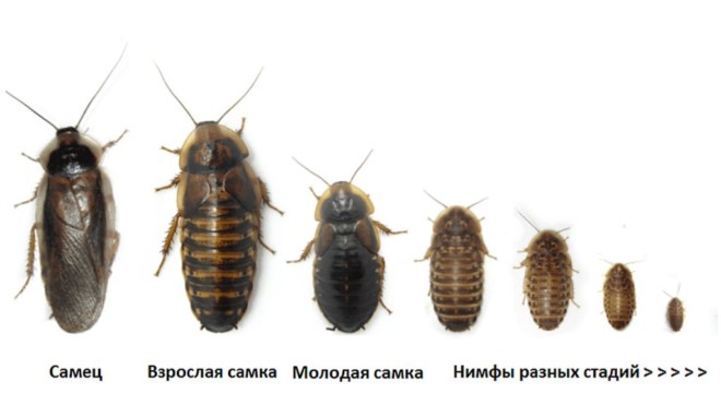 Мраморные тараканы: морфология, описание, характеристика, жизненный цикл, чем питаются, как размножаются