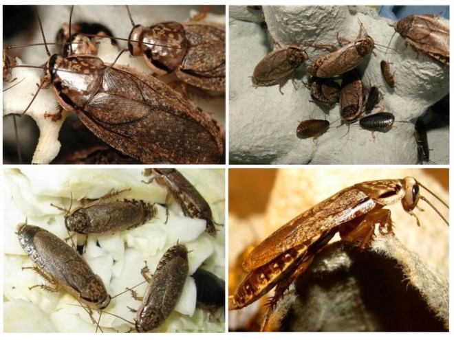 Мраморные тараканы: морфология, описание, характеристика, жизненный цикл, чем питаются, как размножаются