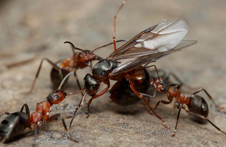 Муравьи бульдоги: описание жизни и фото этих насекомых