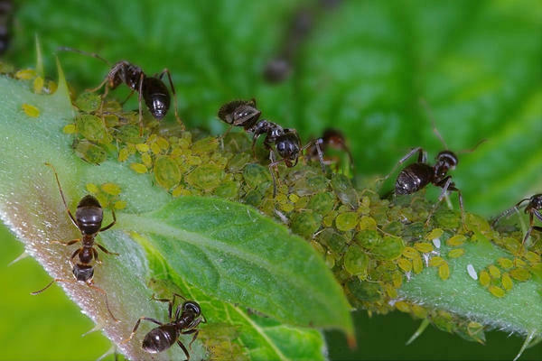 Муравьи и тля — описание взаимовыгодного симбиоза насекомых