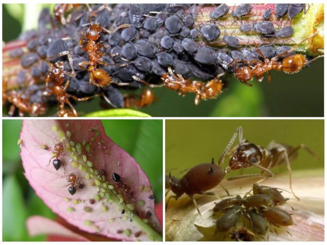 Муравьи и тля — описание взаимовыгодного симбиоза насекомых