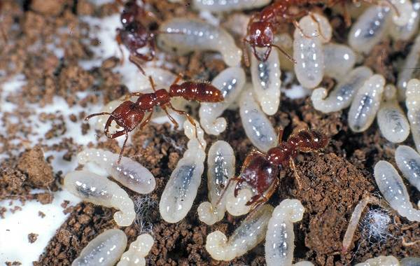 Крылатые муравьи: описание, польза и вред