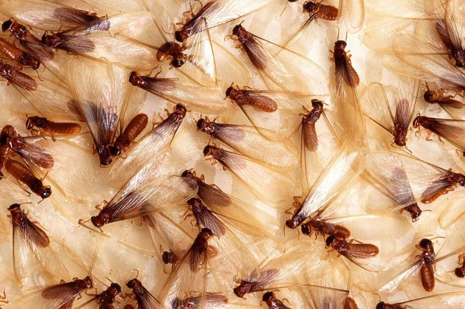 Крылатые муравьи: описание, польза и вред