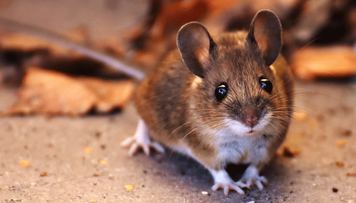 Мыши: виды, чем питаются, сколько живут, где обитают, описание