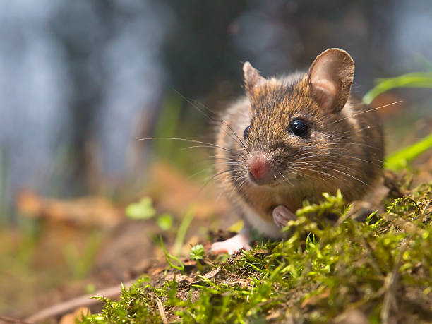 Мыши: виды, чем питаются, сколько живут, где обитают, описание