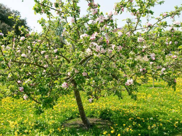 Мыши погрызли яблони: что делать и как спасти дерево