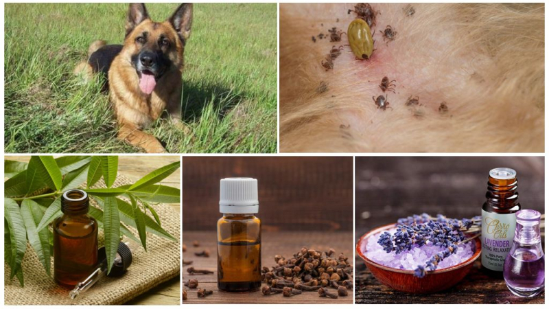 Домашние средства от клещей для собак: полезные рецепты с ванилью, водкой, различными ингредиентами