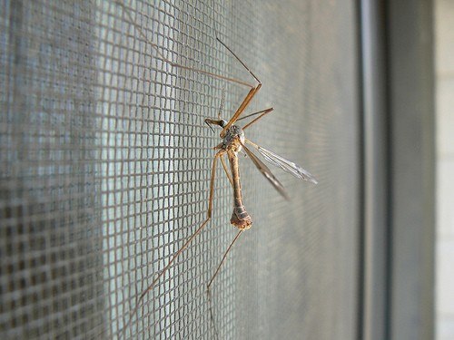 Домашние средства от комаров в домашних условиях