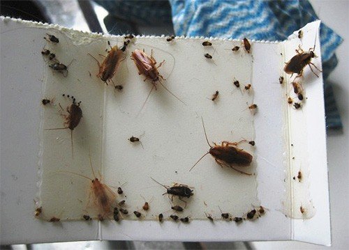 Домашние средства от тараканов: самые эффективные в домашних условиях