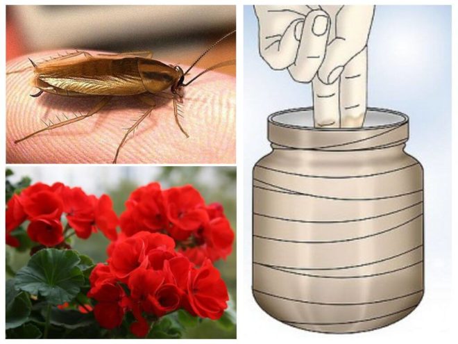 Домашние средства от тараканов: самые эффективные в домашних условиях