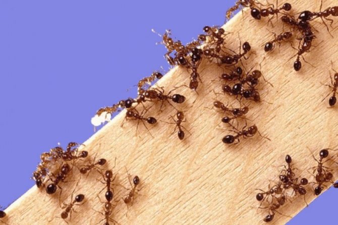 Нашатырный спирт от муравьев в саду и против тли: применение от вредителей в теплице и на грядках, как бороться с нашатырем