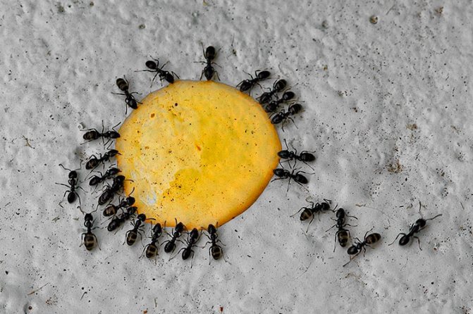 Нашатырный спирт от муравьев в саду и против тли: применение от вредителей в теплице и на грядках, как бороться с нашатырем