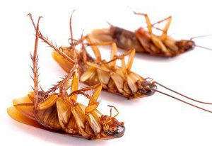 Нашатырный спирт от тараканов: действие, эффективность, способы применения